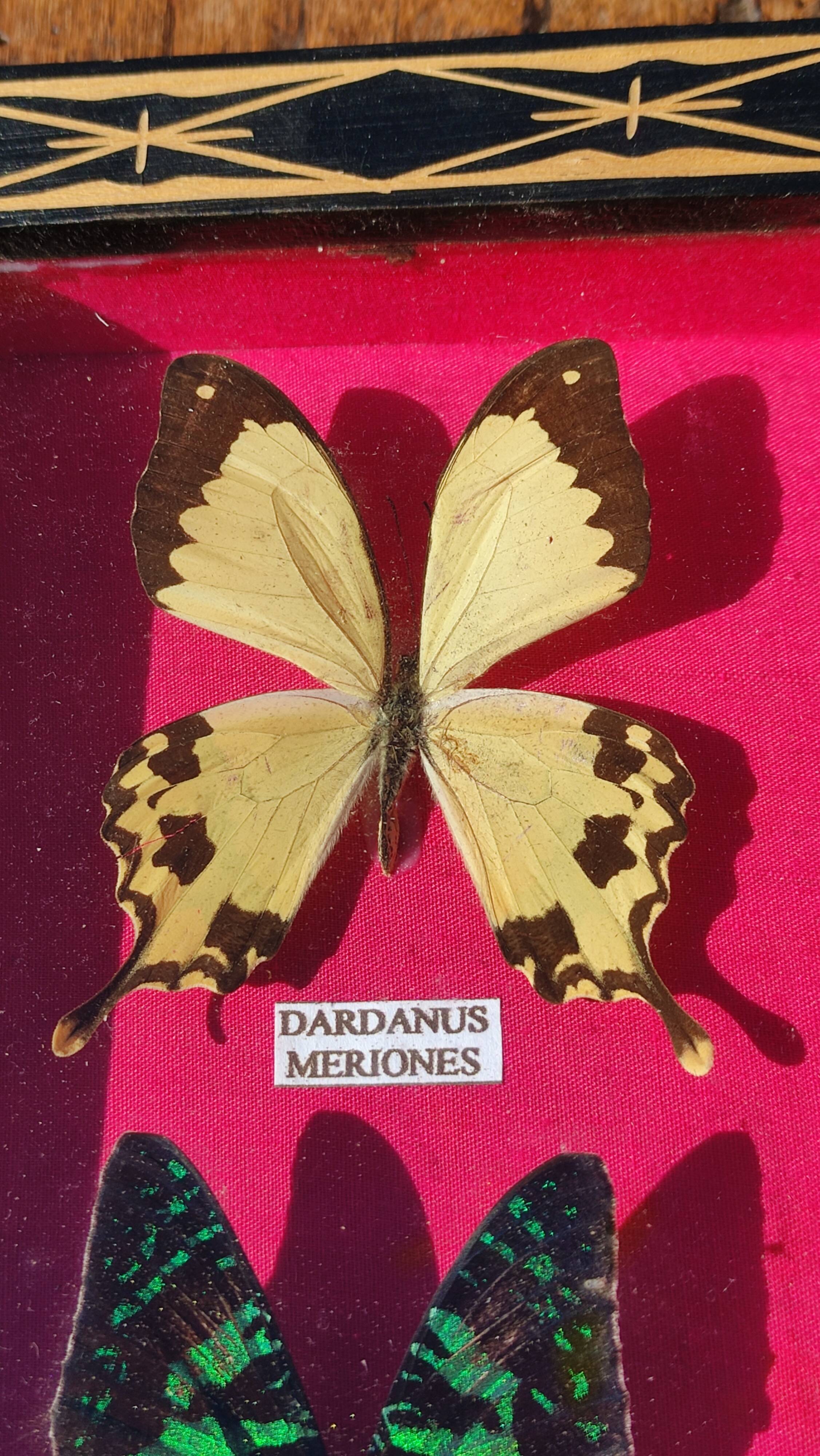 Vintage naturalized butterfly frame