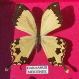 Vintage naturalized butterfly frame