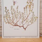 Planche botanique Thym