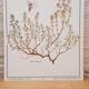 Planche botanique Thym