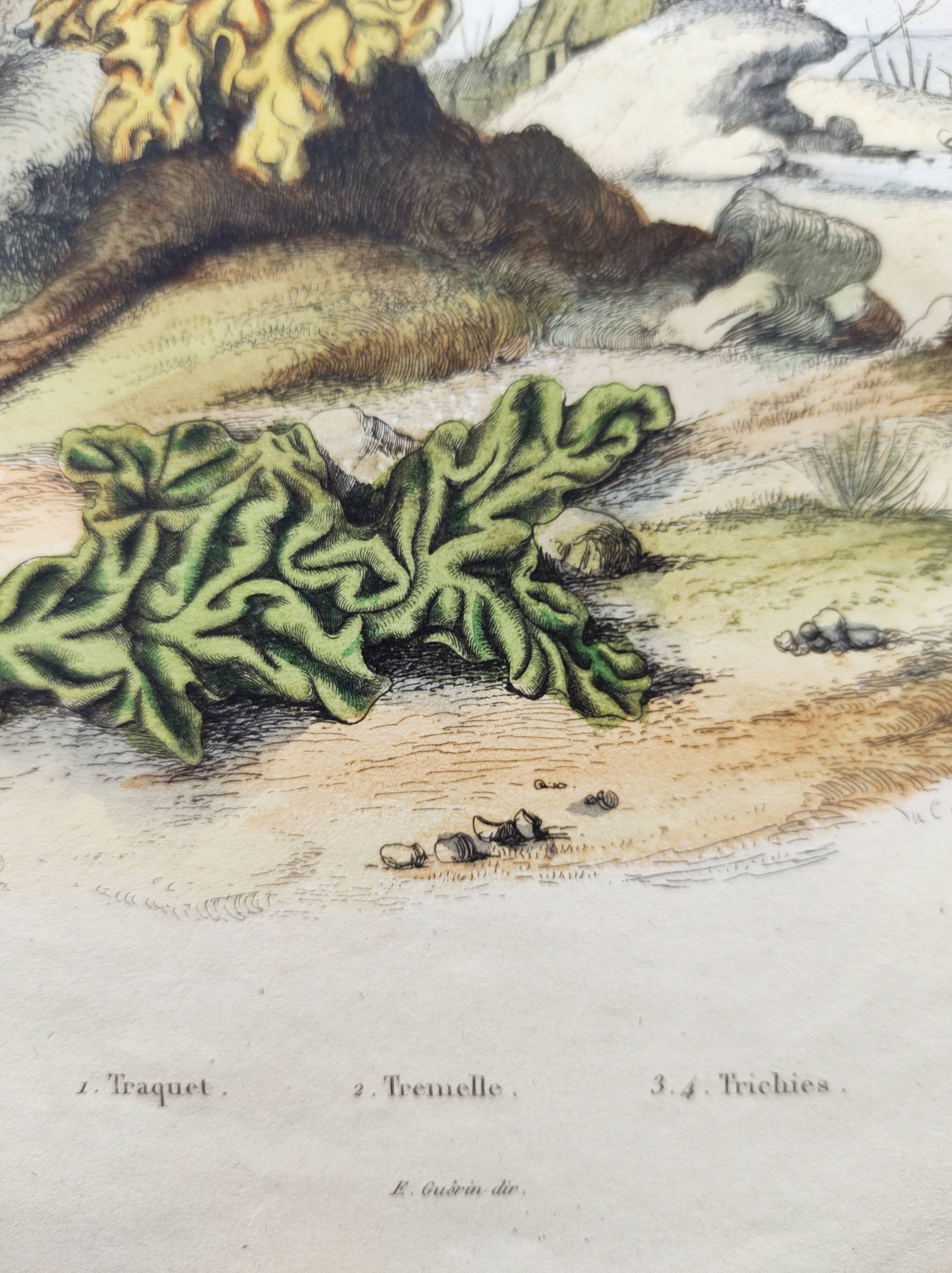 Gravure ancienne de 1838 -Oiseau Traquet - Planche coloriée à la main zoologique et botanique