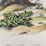 Gravure ancienne de 1838 -Oiseau Traquet - Planche coloriée à la main zoologique et botanique