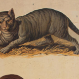Poster cat Wall Chart F. Gerasch, for Gerold & Sohn 1879