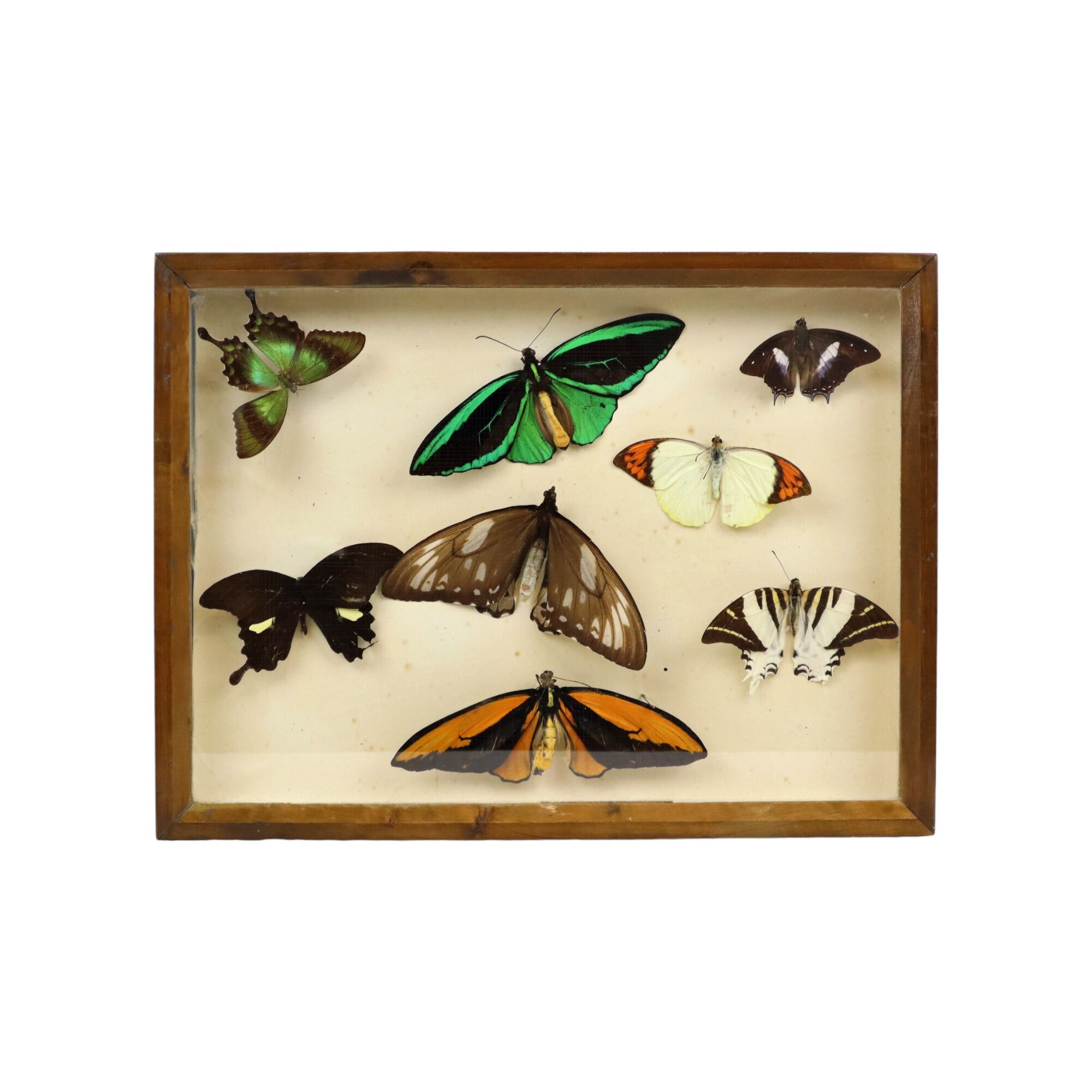 Colorful Framed Tropical Butterflies Taxidermy Mounted Insect Display 8 Pieces 40x30cm