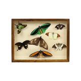 Colorful Framed Tropical Butterflies Taxidermy Mounted Insect Display 8 Pieces 40x30cm