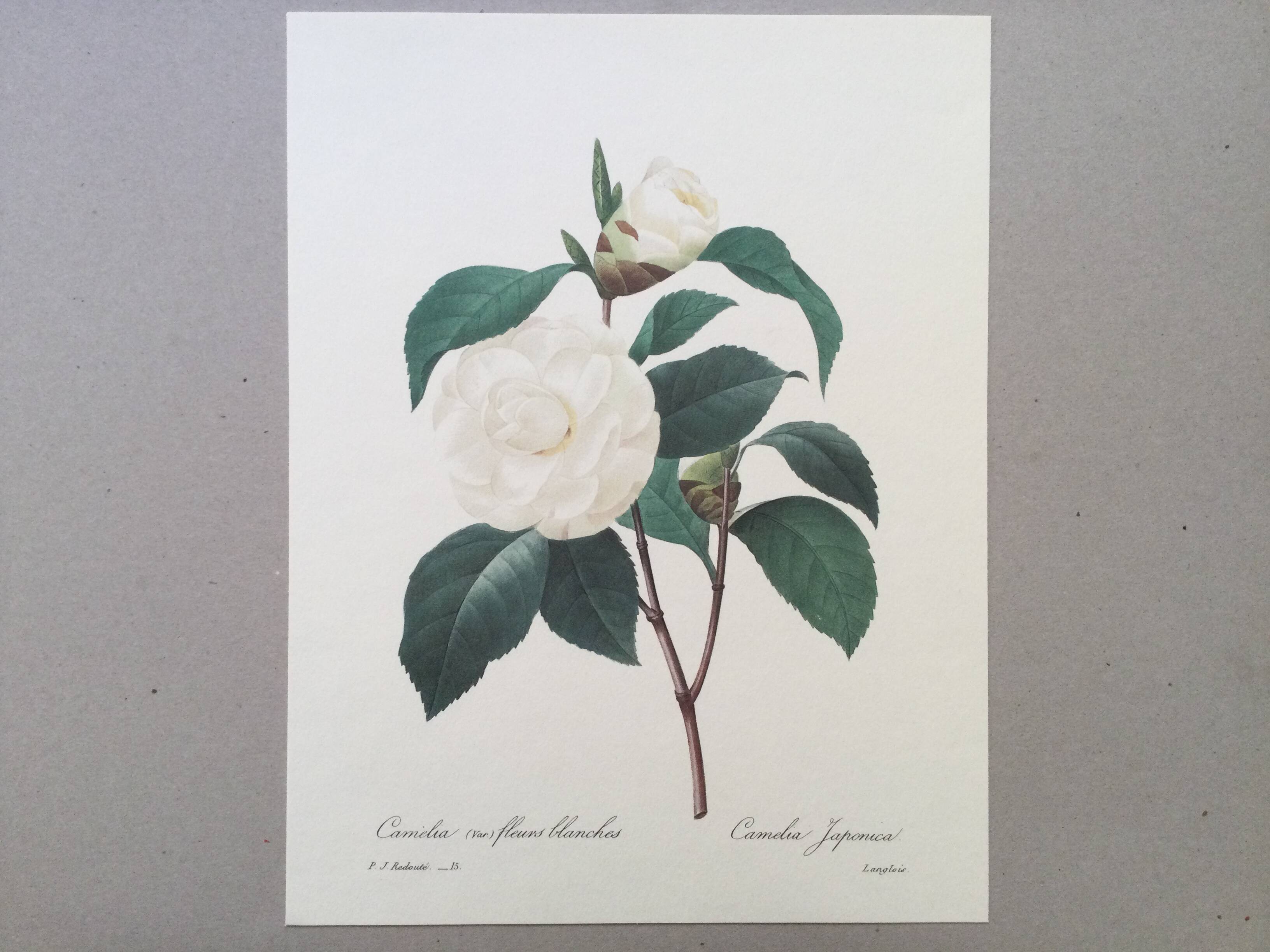 Vintage print Camellia flower white leaves 1960s