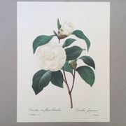Impression vintage Fleur Camélia Feuilles blanches années 60