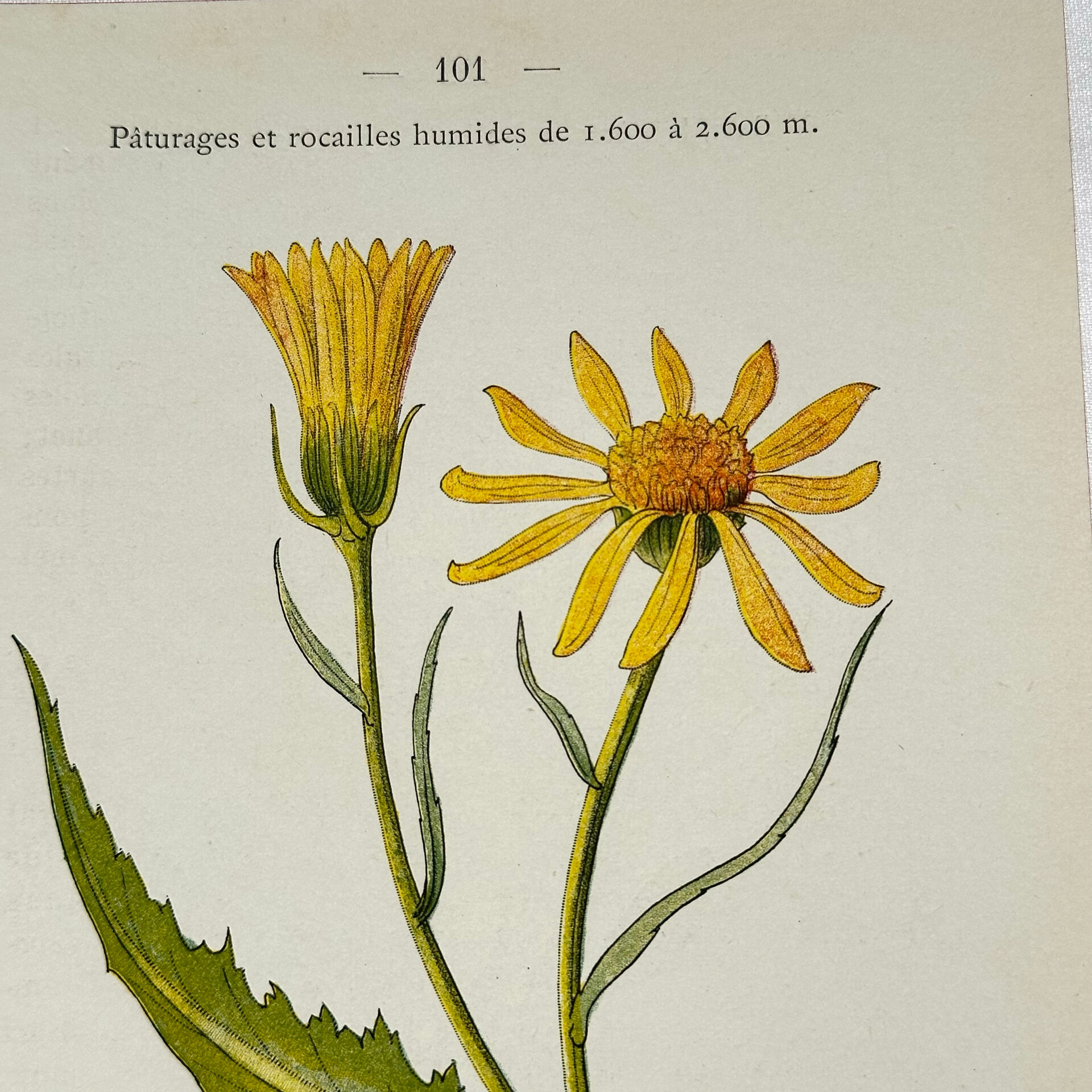 Coloured engraving hands botanical poster antique 1800 double-sided