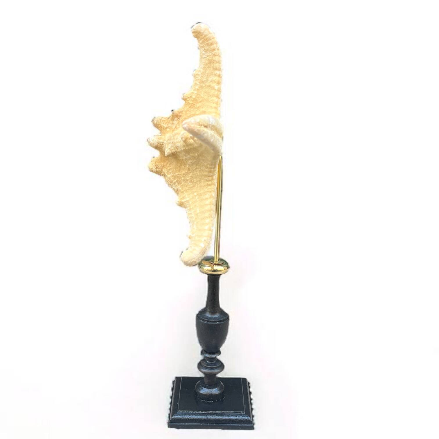 Starfish on turned wooden base, late 19th century - cabinet of curiosities