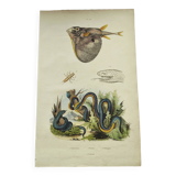 Old engraving from 1838 - Trimeresura snake and triodon - Original zoological and botanical plate