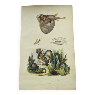 Gravure ancienne de 1838 -Serpent trimérésure et triodon- Planche zoologique et botanique original