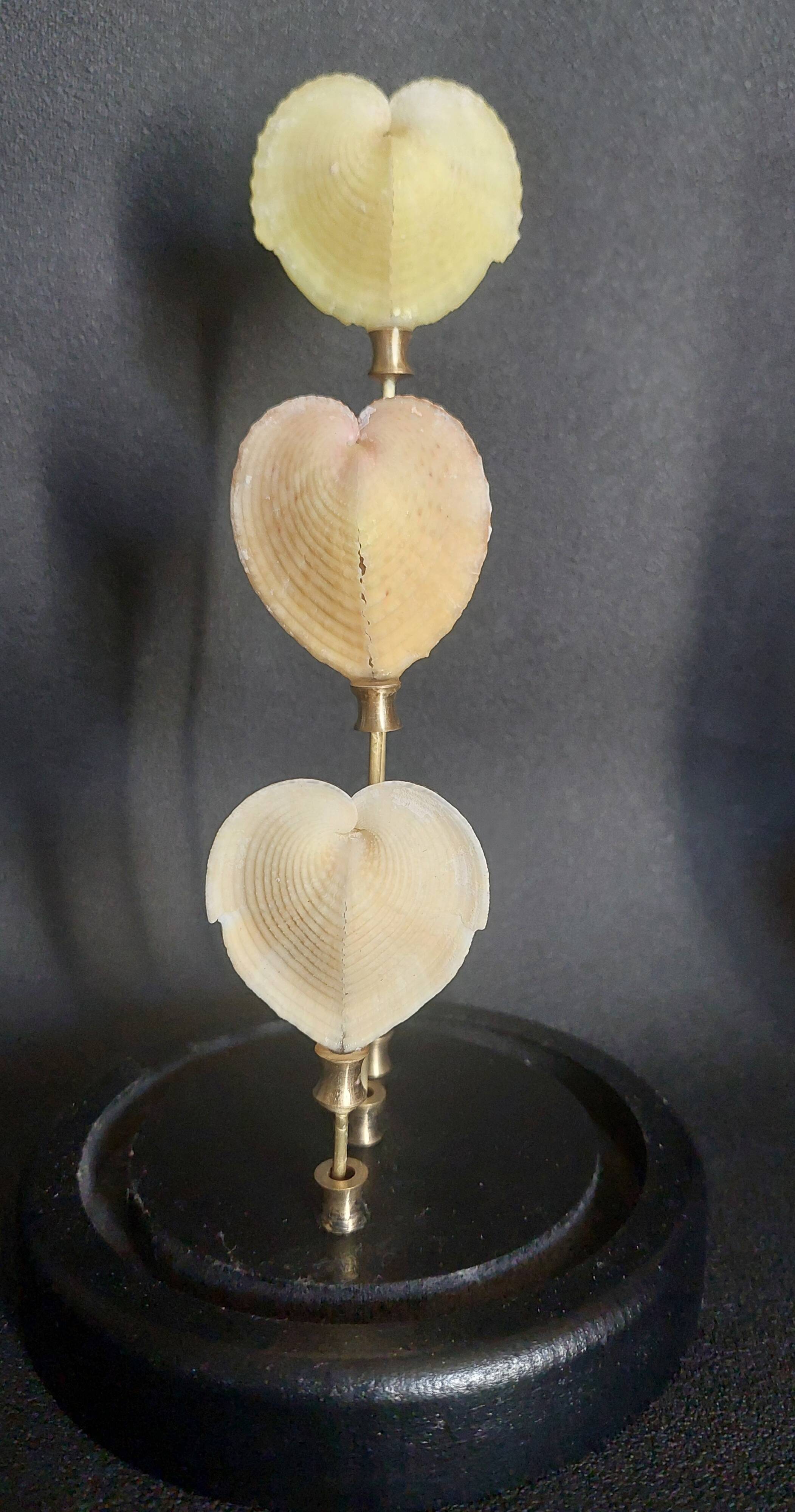 Curiosity cabinet globe with Venus heart shells corculum cardiss