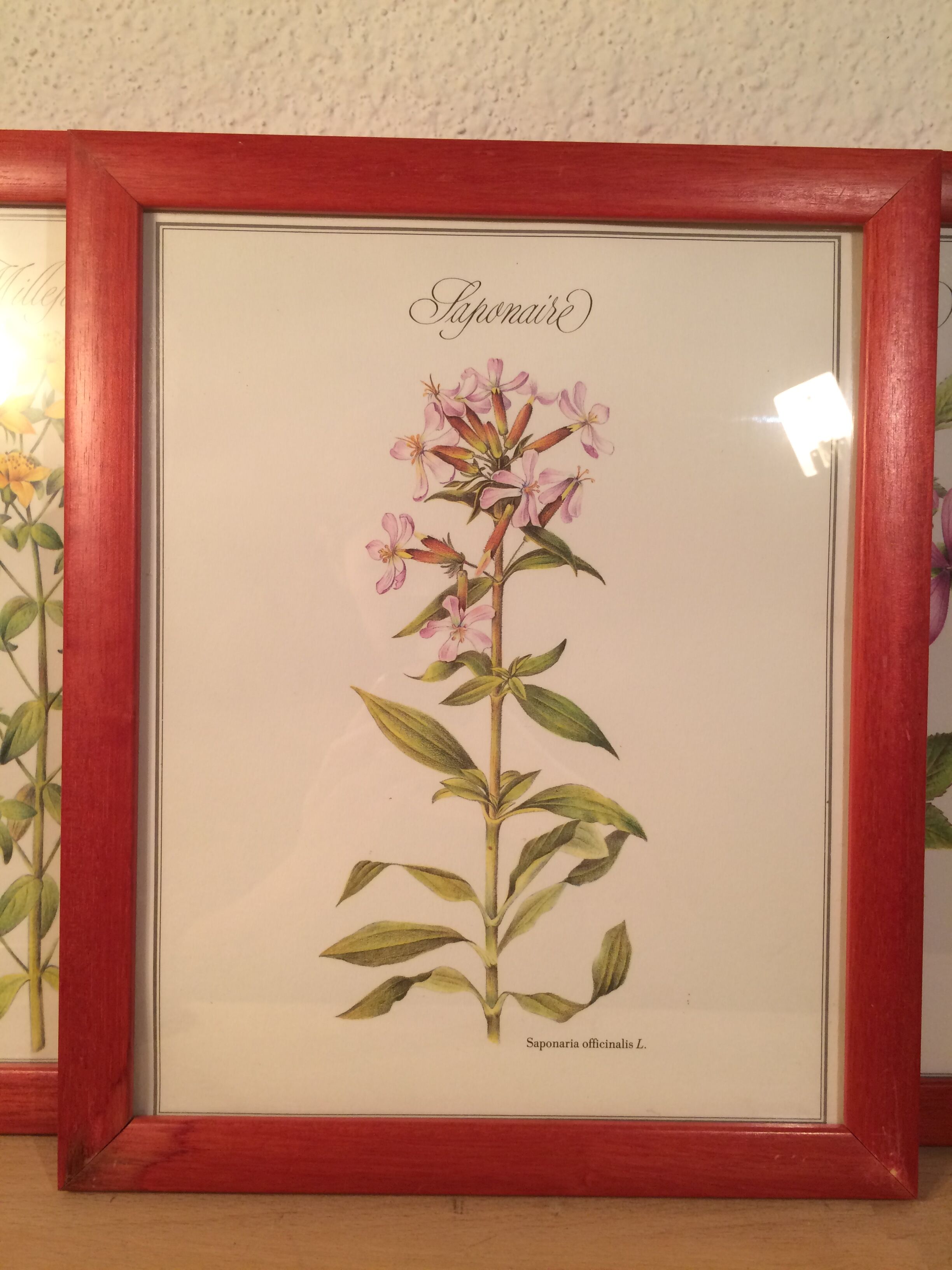 3 framed botanical posters, St. John's wort, purple, saponnary