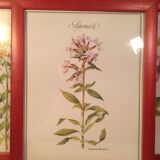 3 affiches botaniques encadrées, millepertuis, mauve, saponaire
