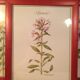 3 framed botanical posters, St. John's wort, purple, saponnary