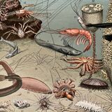 Lithograph on the ocean (depths) - 1900