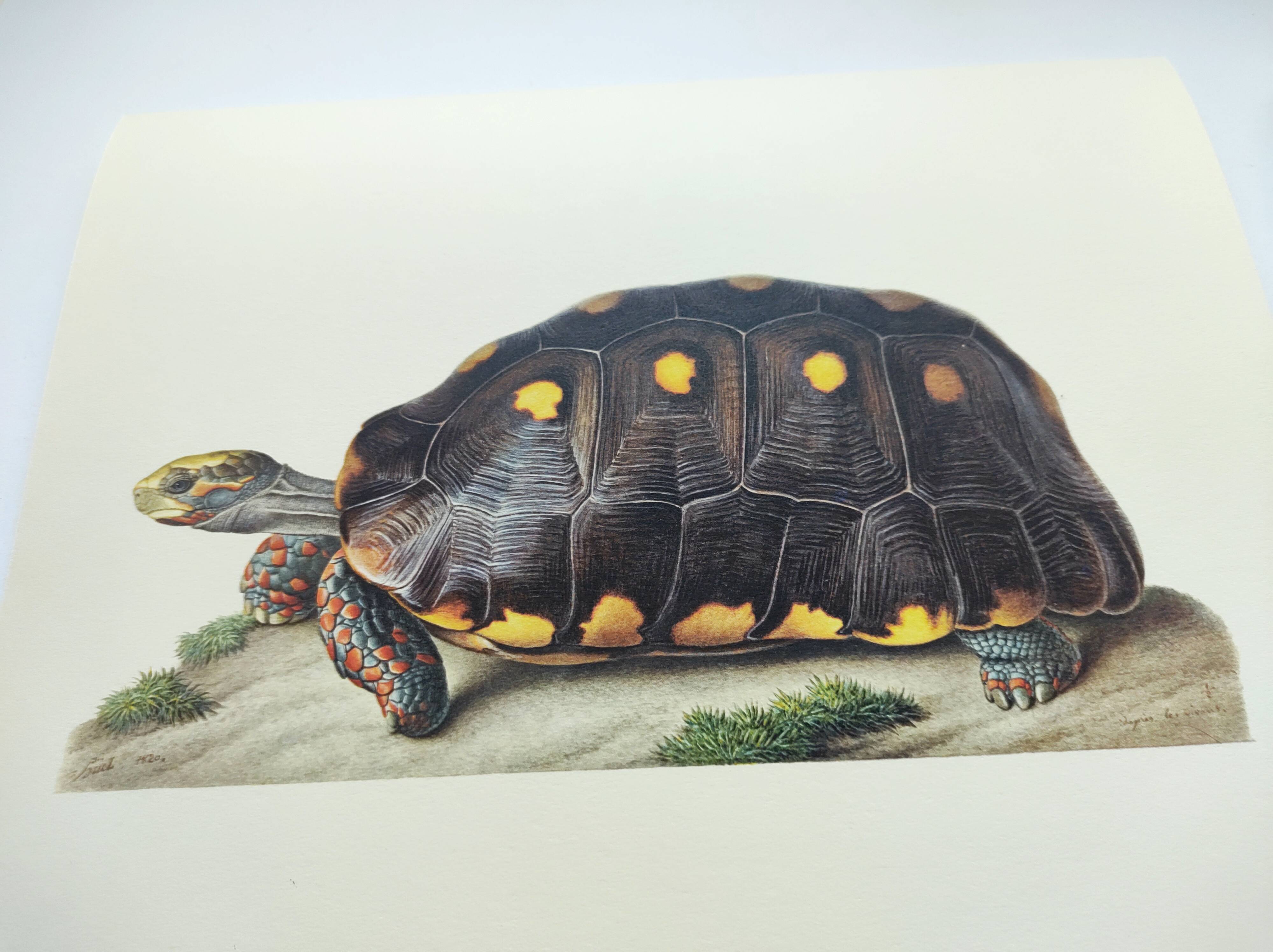 Old board - Sable turtle - Zoological illustration of vintage reptiles from 1970