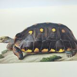 Old board - Sable turtle - Zoological illustration of vintage reptiles from 1970