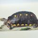 Planche ancienne -Tortue charbonnière- Illustration zoologique de reptiles vintage de 1970
