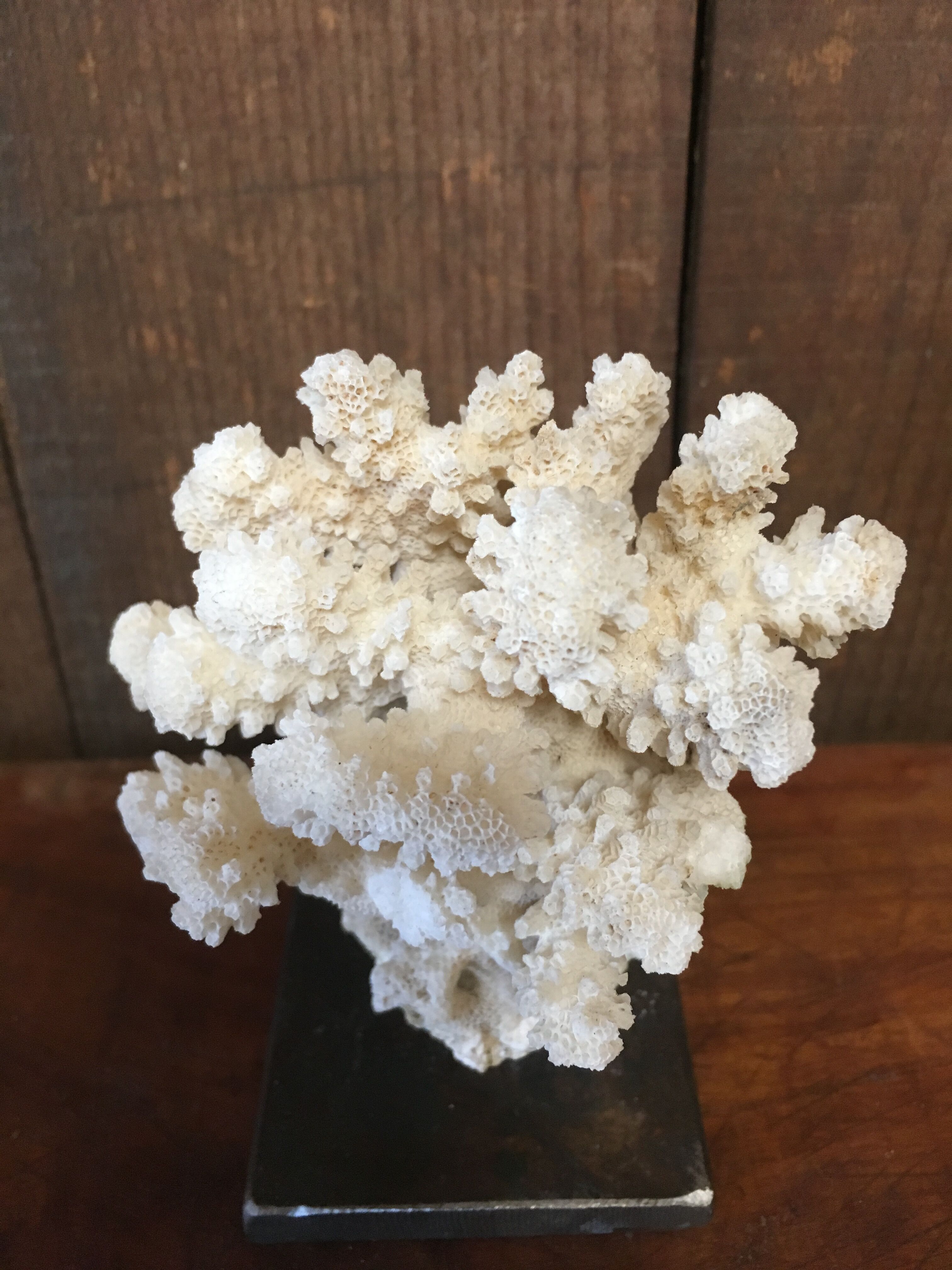 Coral on plinth