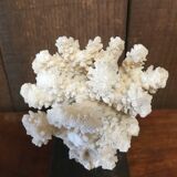 Coral on plinth