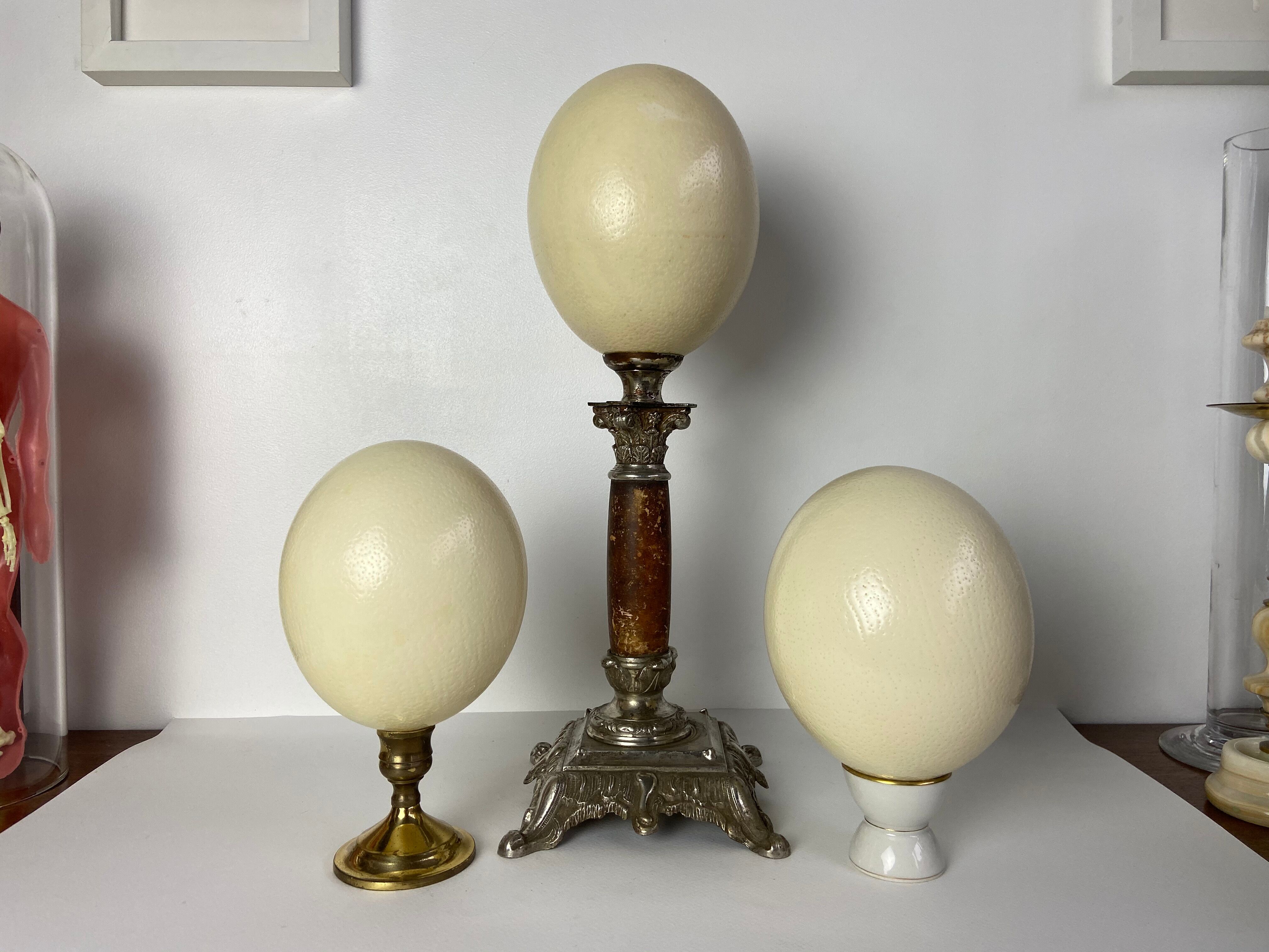 Oeuf d'autruche
