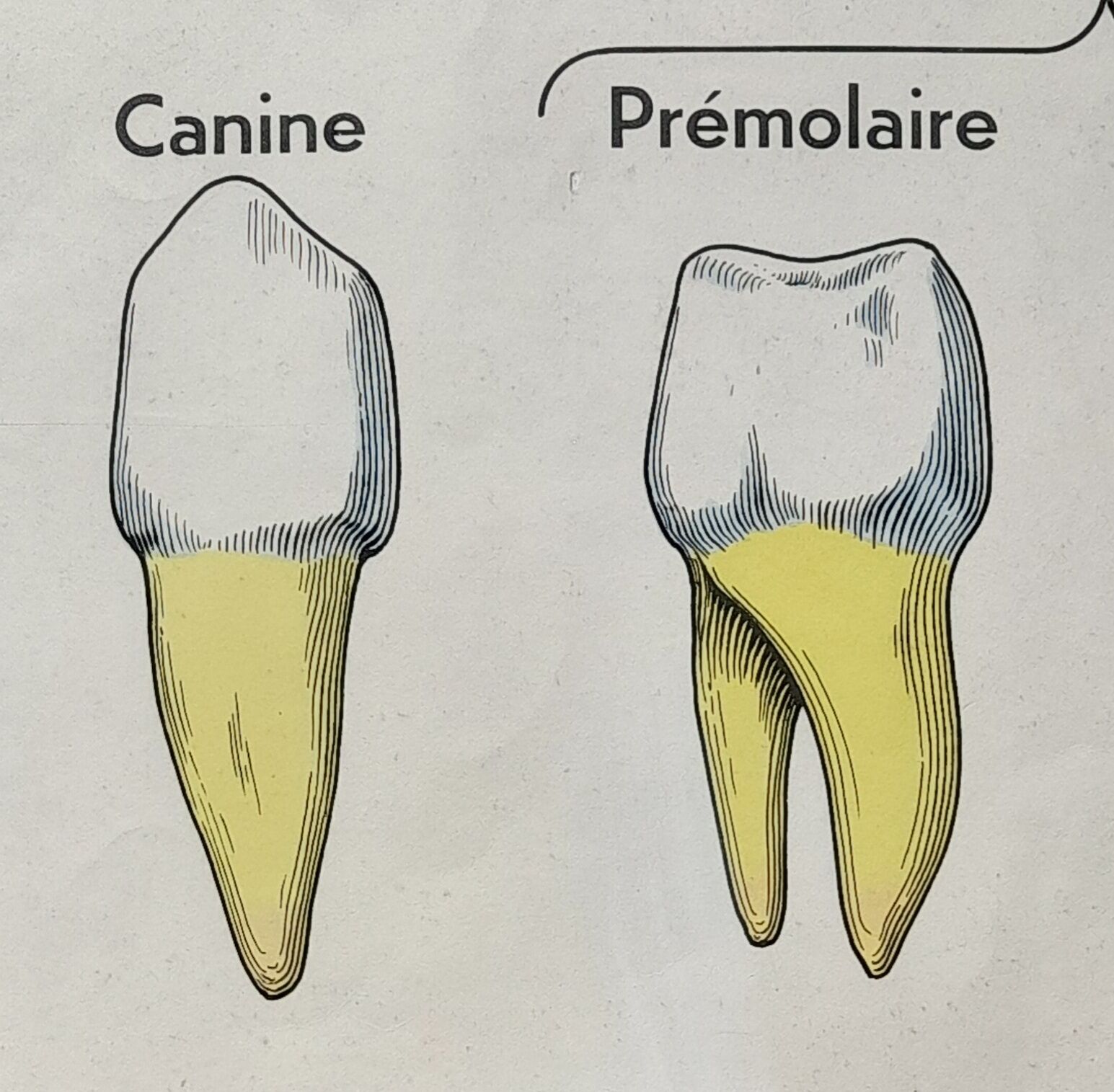 Anatomical school poster