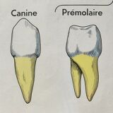 Anatomical school poster