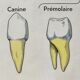 Anatomical school poster