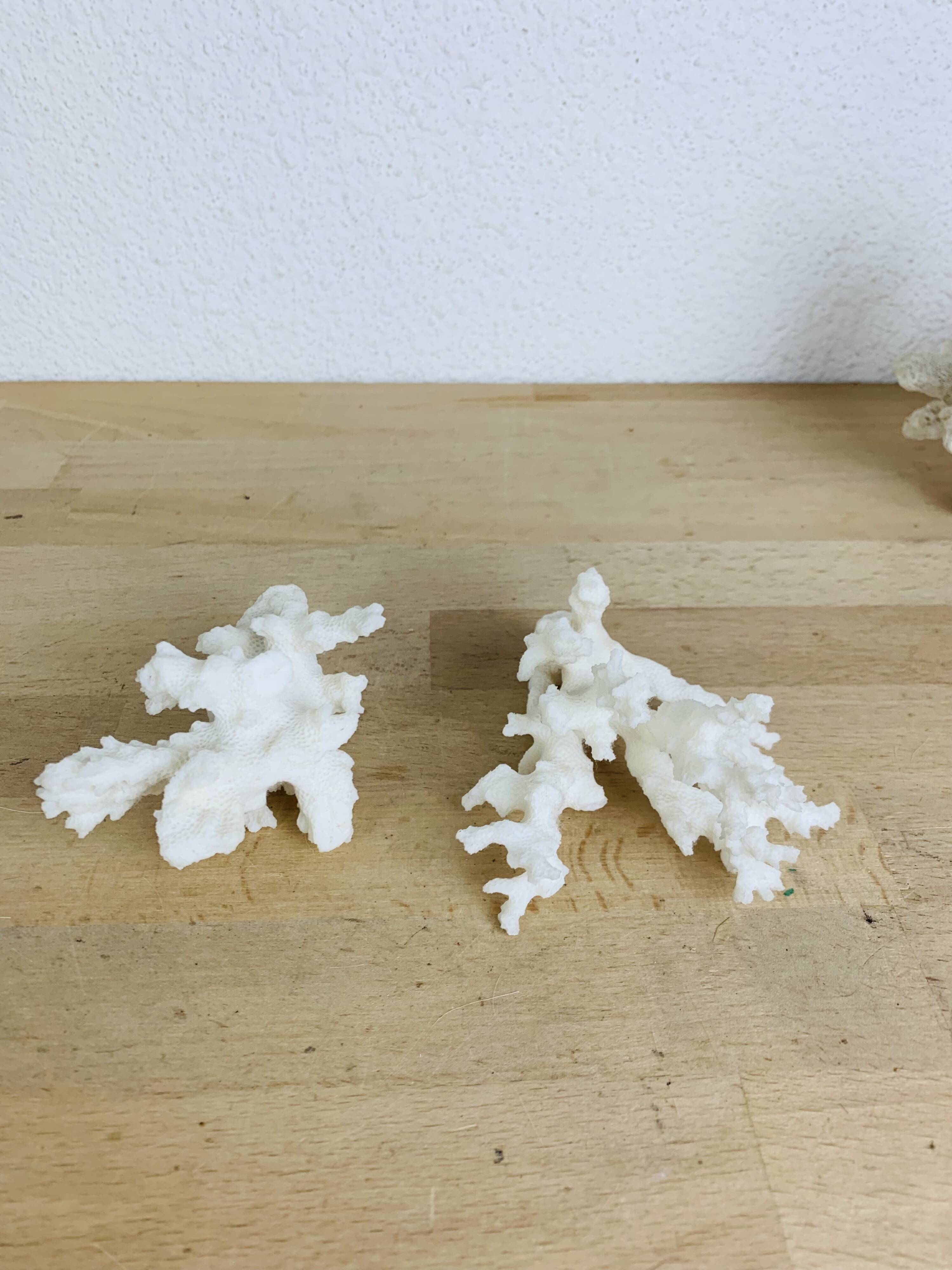 3 ancient white corals