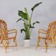 2 bamboo armchairs "wicker chairs"