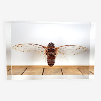 Great inclusion cicada Pomponia