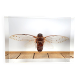 Great inclusion cicada Pomponia