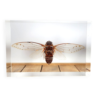 Great inclusion cicada Pomponia
