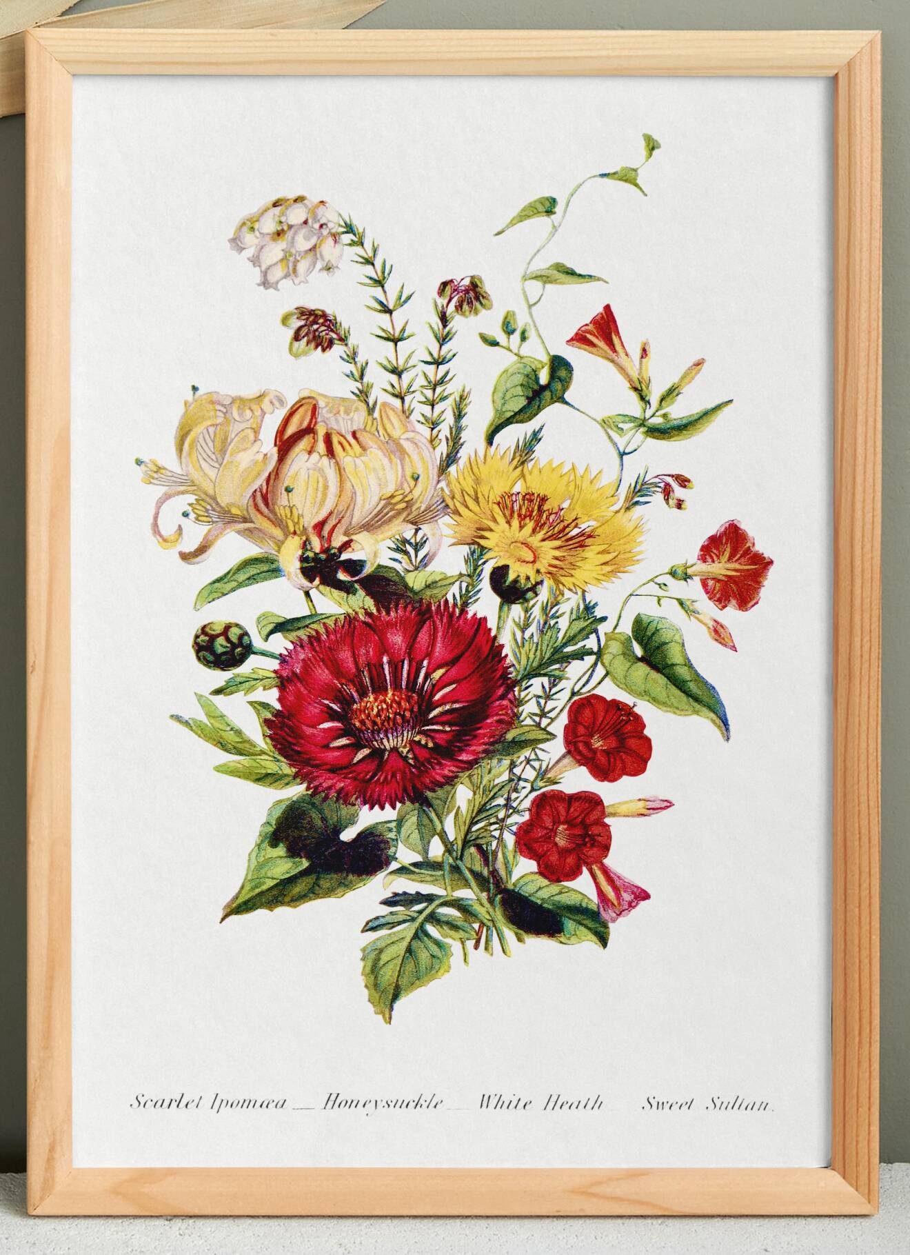 Affiche sur les fleurs de chèvrefeuille, ipomée écarlate et immortelle