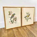Lot de deux illustration oiseau par À. Marlin