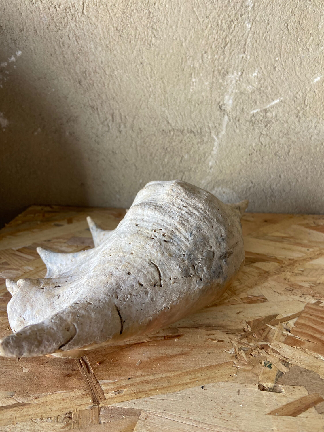 Vide poche coquillage