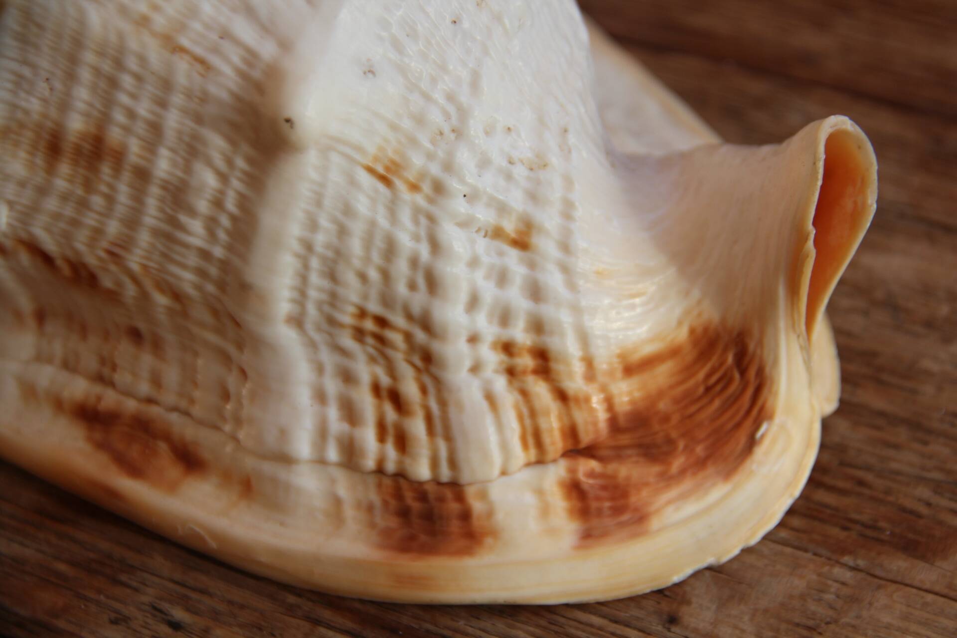 Shell Cassis Cornuta