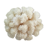 Ancient coral