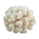Ancient coral