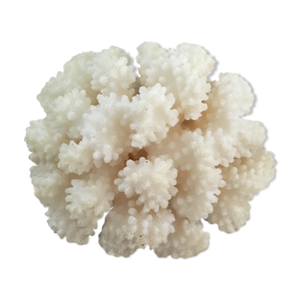 Ancient coral