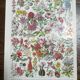 Lot of 3 lithographs on algae, fruits, and flowers