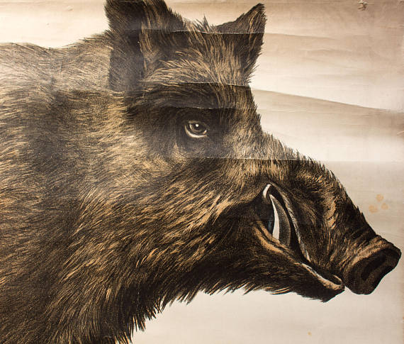 Poster Wild Pork, Engleders, by J. F. Schreiber, 1893
