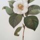 Botanical illustration White Camellia flower - vintage print from the 1960s