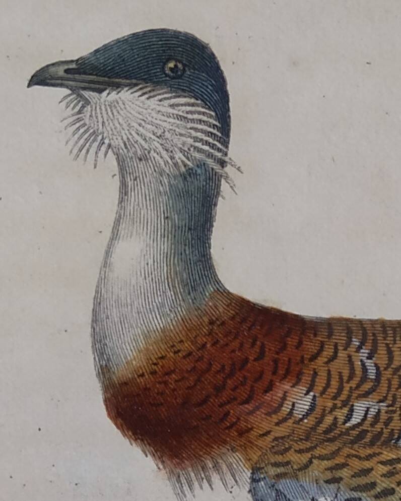 Ornithological Plate Buffon 1838 "Bustard & Little Bustard"