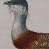 Ornithological Plate Buffon 1838 "Bustard & Little Bustard"