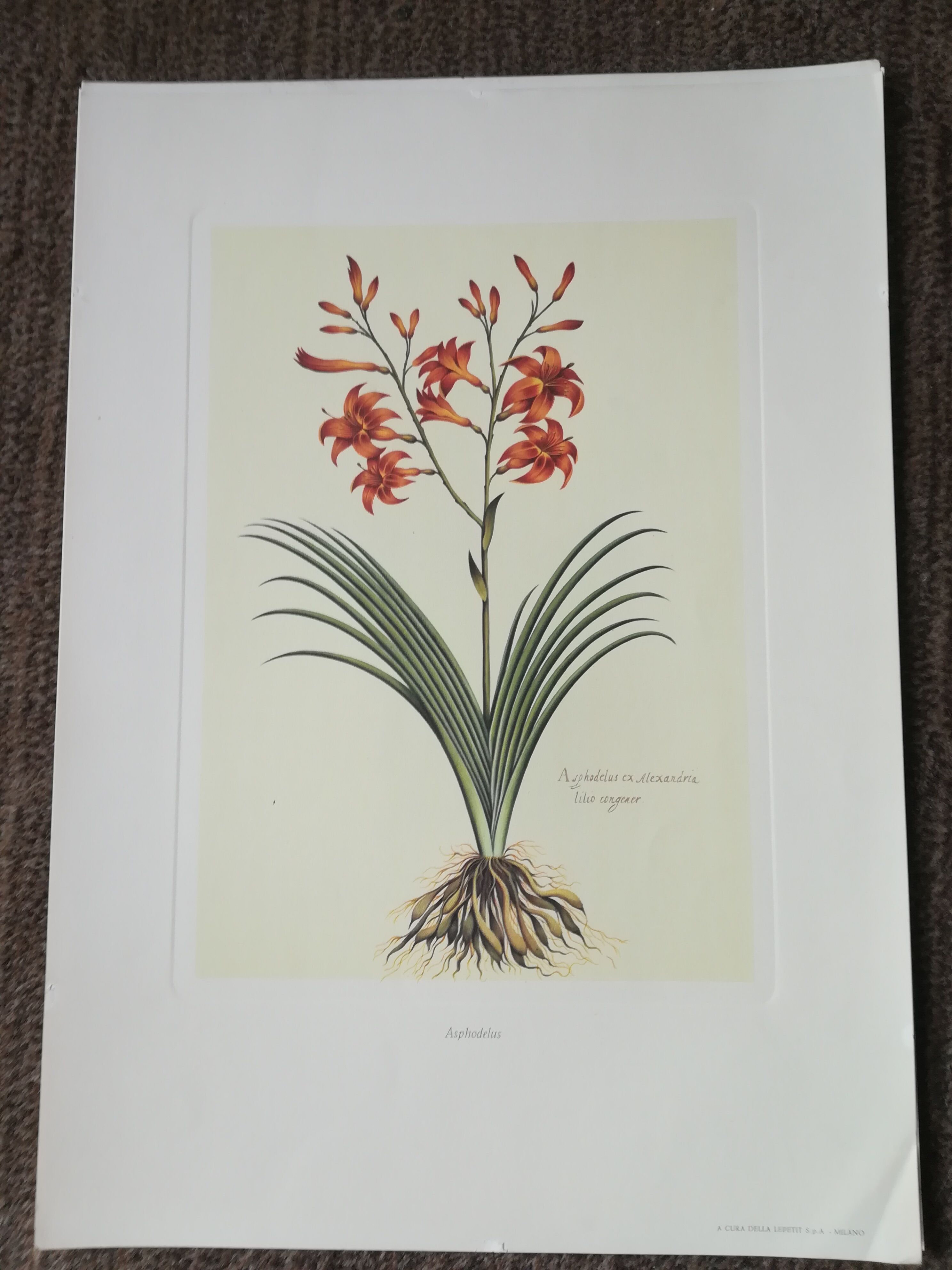 Lot of 6 botanical boards