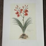 Lot of 6 botanical boards