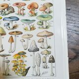 Lithograph on mushrooms from 1928 "amanita"