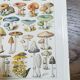 Lithograph on mushrooms from 1928 "amanita"